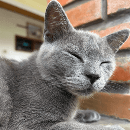 Apin